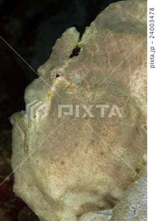 Commerson's frogfish, Giant frogfish Commerson's frogfish, Giant frogfish 24003478