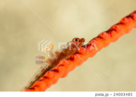 Parasites in Whip Goby on Gorgonian Coral Parasites in Whip Goby on Gorgonian Coral 24003485