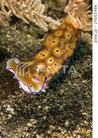 Chromodoris leopardus, Nudibranch, Sea Slug 24003486