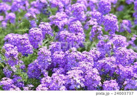 ヒメビジョザクラ（姫美女桜） 24003737