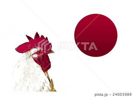 ニワトリ 24003989