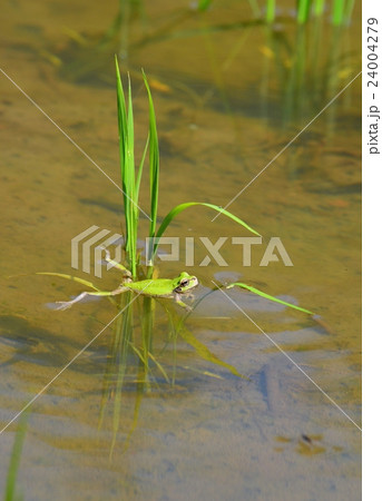 田んぼにアマガエル 24004279