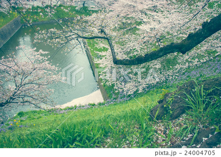 Sakura full bloom and fall into canal 24004705