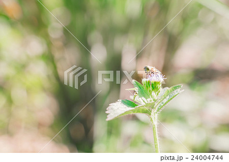 Bee is store the syrup from flower Bee is store the syrup from flower 24004744
