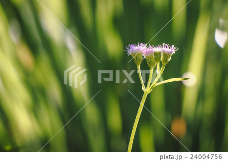 flower of grass  in meadow with sun light 24004756