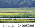 稲の刈り取り時期を迎えたひたちなか海浜鉄道 24005396
