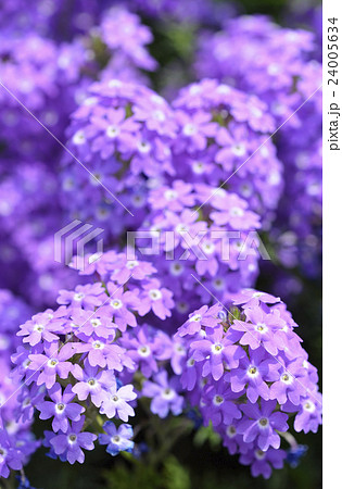 ヒメビジョザクラ（姫美女桜） 24005634