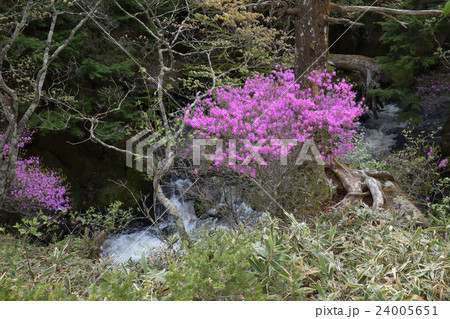 ツツジ咲く竜頭の滝上部 ツツジ咲く竜頭の滝上部 24005651