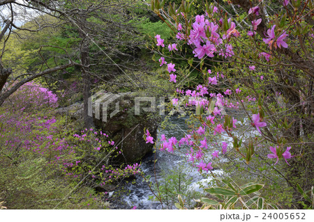 竜頭の滝上部とツツジ 竜頭の滝上部とツツジ 24005652