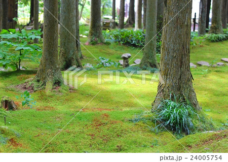 苔の庭 苔の庭 24005754