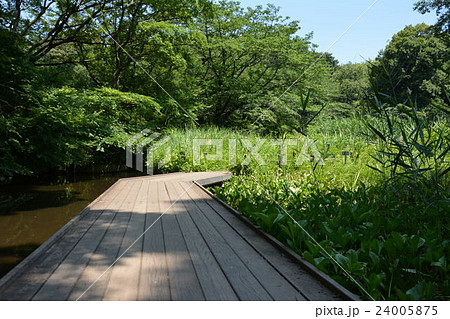 森の木 24005875