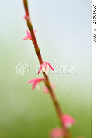 ミズヒキ(水引) ミズヒキ(水引) 24006093