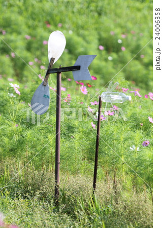 コスモス畑ともぐらよけ風車 24006358