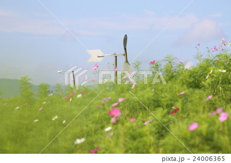 コスモス畑ともぐらよけ風車 コスモス畑ともぐらよけ風車 24006365