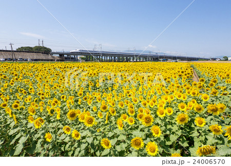 大垣ひまわり畑と新幹線　N700A 24006570