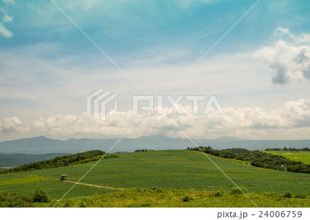 嬬恋村バラギ高原のキャベツ畑 24006759