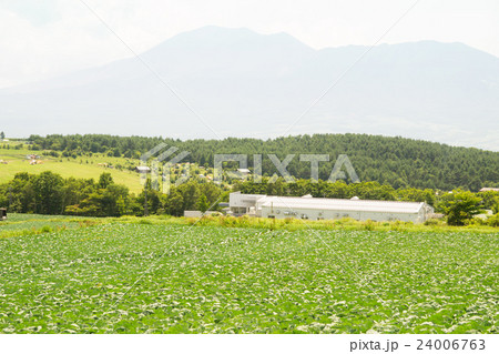 嬬恋村バラギ高原のキャベツ畑 24006763