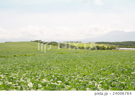 嬬恋村バラギ高原のキャベツ畑 24006764