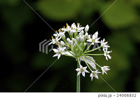 ニラの花 24006832