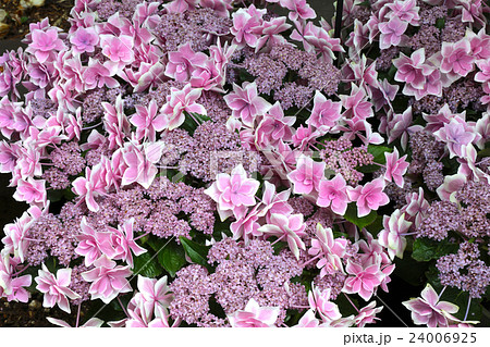 紫陽花「コンペイトウ」/神戸市立森林植物園 24006925