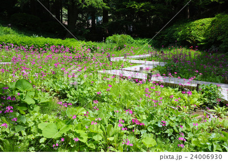 六甲高山植物園のクリンソウ群落 24006930