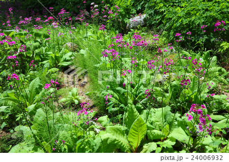 六甲高山植物園のクリンソウ群落 24006932