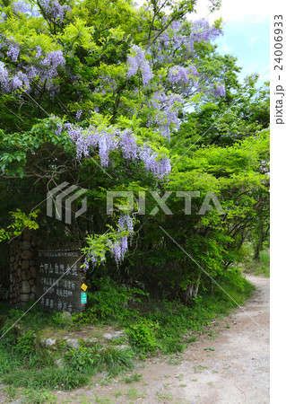 六甲山自然歩道の満開の野生の藤の花の写真素材