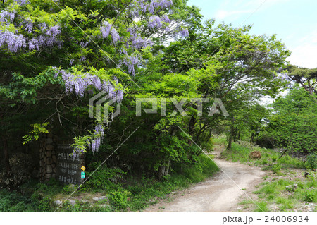 六甲山自然歩道の満開の野生の藤の花の写真素材