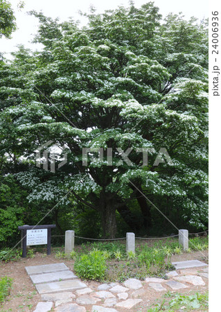 摩耶山天上寺の満開のヤマボウシ（神戸市、市民の木） 24006936