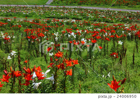 色とりどりなゆりの花が咲き乱れるびわこ箱館山ゆり園の写真素材