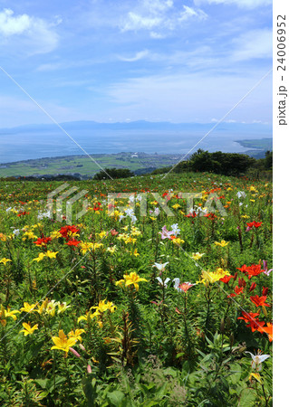 色とりどりなゆりの花が咲き乱れるびわこ箱館山ゆり園より琵琶湖を眺望する絶景の写真素材