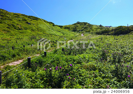 伊吹山山頂の高山植物のお花畑 夏景色7月 ミヤマコアザミの大群落ほか 夏景色7月 の写真素材