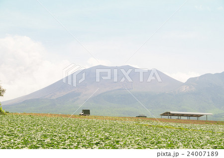 嬬恋村のキャベツ畑と浅間山 24007189