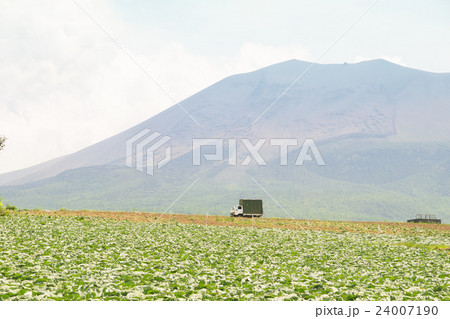 嬬恋村のキャベツ畑と浅間山 24007190