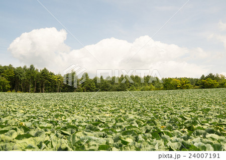 嬬恋村のキャベツ畑と浅間山 24007191
