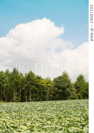 嬬恋村のキャベツ畑と浅間山 24007193