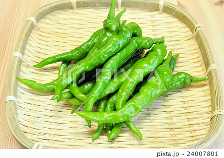 伏見甘長とうがらし 24007801