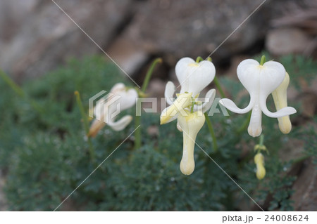高山植物 24008624