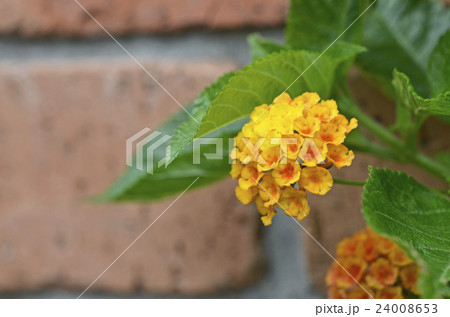 ランタナ 24008653