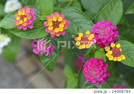 ランタナ 24008784