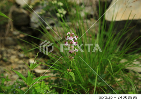 白馬八方尾根 長野県 白馬八方尾根 長野県 24008898