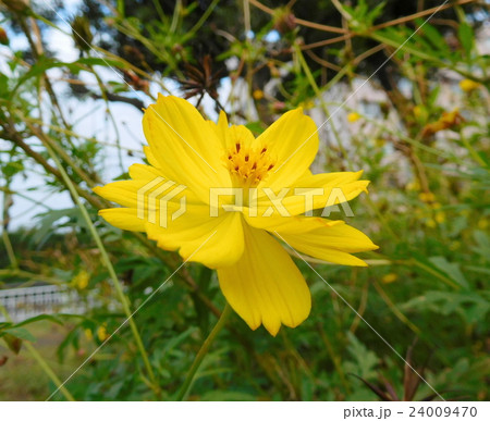 キバナコスモス 24009470