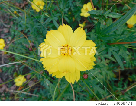 キバナコスモス 24009471