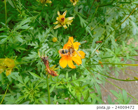 キバナコスモスとハチ 24009472
