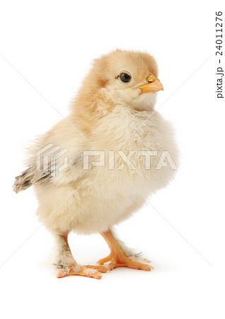 beautiful chicken 24011276