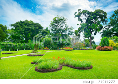 beautiful meadow in park 24011277