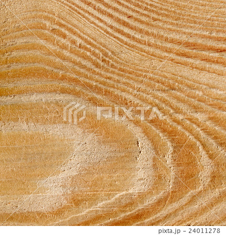 wood texture with growth rings 24011278