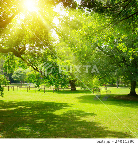 Sunrise in the beautiful park 24011290