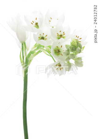 オーニソガラムの花 オーニソガラムの花 24012782