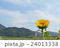 これから咲く向日葵 24013338